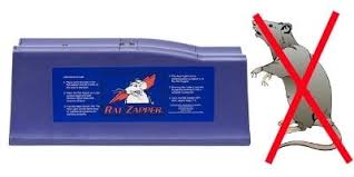 Epingle Sur Animal Insecte