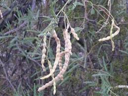 Image result for Digitaria velutina