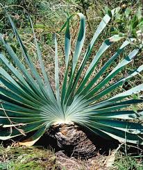 Image result for Boophone