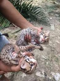 Gambar kucing yg lucu dan imut bayi hewan kucing foto kucing lucu. Anak Kucing Hutan Untuk Diberikan Media Viral Selangor Facebook