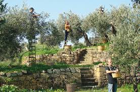 6 Conseils Pour Bien Choisir Son Huile D Olive Edelices