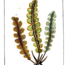 Image result for Asplenium cancellatum