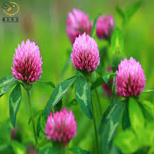 All levels unlocked or click clear all progress to unlock all levels. Why Clover Honey Beautiful Flowers Fresh Flowers Arrangements Flowers