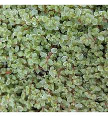 Image result for Soleirolia