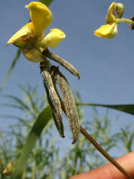 Image result for Vigna luteola