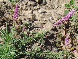 Image result for Hermbstaedtia fleckii