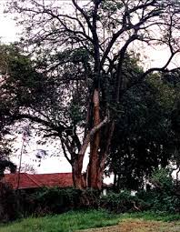 Image result for Cordia africana