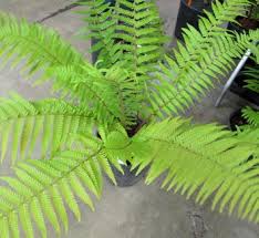 Image result for Dryopteris antarctica