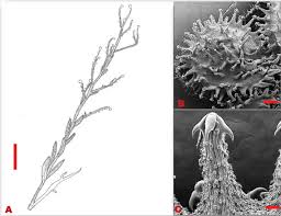 Image result for Cynoglossum coeruleum