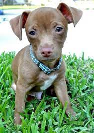 They are a light to medium weight of about 15 to 45 pounds making them a perfect dog for someone that. Pitbull Chihuahua Mix Pictures Dog Pictures Blog Pitbull Chihuahua Mix Chihuahua Mix Chihuahua Mix Puppies