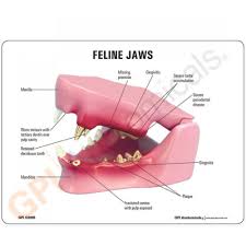 Anatomy Of A Cat S Jaw Feline Model Teeth Gpi Anatomicals