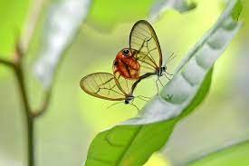 Cithaerias Pireta Bocas Del Toro Panama Islas