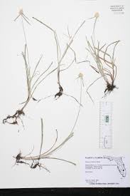 Image result for Kyllinga alba