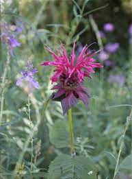 Bee Balm Lemon Balm Spiritual Bee Balm Flower Essence Is Good For Manifesting Joy Medicinal Can Be Used On In Bee Balm Flower Flower Essences Healing Tea