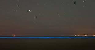 Zeevonk alert has 26,036 members. Ook Afgelopen Nacht Voor Kust Knokke Magische Blauwe Gloed In Het Water Weernieuws Hln Be