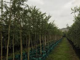 Image result for Acacia xanthophloea