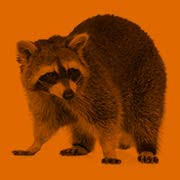 Perform wildlife control in the district. Bay Area Wildlife Solutions Delaware And Maryland Animal Removal