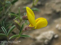 Image result for Argyrolobium rupestre