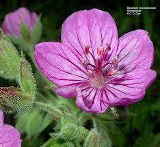 Image result for Geraniaceae