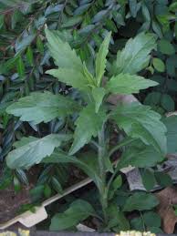 Image result for Erigeron sumatrensis