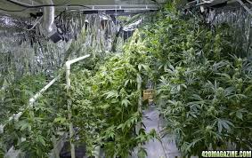Harvest A Pound Every Three Weeks The Stinkbud Way 420 Magazine
