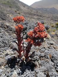 Image result for Crassula vaginata