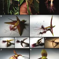 Image result for Stolzia cupuligera