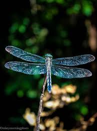 I Keep Seeing You In My Yard Dragonfly Photography Dragonfly Dragonfly Insect