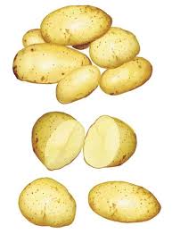 Potato Vector Material Vegetables Potato Drawing Potato Vegetable