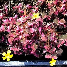 Image result for Oxalis purpurascens