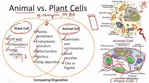 Sadly, the renaissance era's humanistic philosophy did not extend to the institution of slavery. Animal Cell And Plant Cell Cell Structure And Organization Overview Urdu On Vimeo