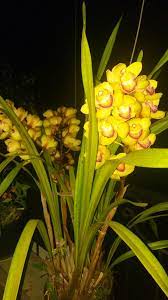 My Cymbidium Orchids I Don T Take Care Of Them Much But They Grow So Well By Themselves I M So Happy Pleas Cymbidium Orchids Beautiful Orchids Orchid Plants