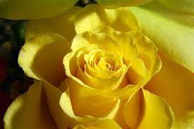 Friends Bring So Much Sunshine And Brightness To Our Lives This Yellow Rose Symbolize Friends And Fr Yellow Flower Wallpaper Yellow Roses Yellow Flowers