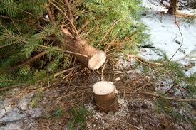 Permits to cut down a christmas tree in ashley national forest go on sale in all areas nov. Best Saws For Trees Cut Your Own Christmas Tree