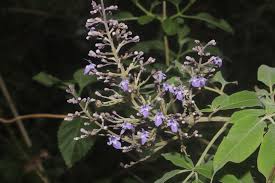 Image result for Vitex trifolia