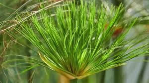 Image result for Cyperus pectinatus