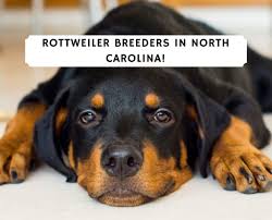 Ready to go to their forever homes. 6 Best Rottweiler Breeders In North Carolina 2021 We Love Doodles