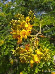 Image result for Caesalpinia ferrea