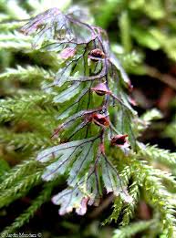 Image result for Hymenophyllum