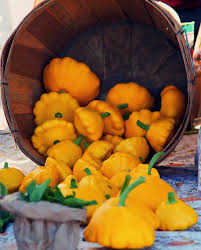 Summer squash is a delectable addition to most any recipe. Yellow Bush Scallop Squash These Brightly Coloured Beauties Are Gaining Significant Popularity And Are A Fav Scalloped Squash Still Tasty Heirloom Vegetables