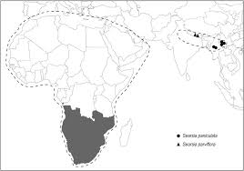 Image result for Searsia tenuinervis