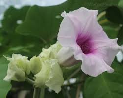 Image result for Argyreia nervosa