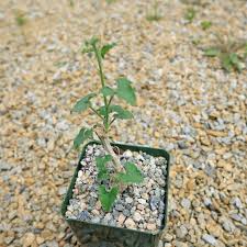 Image result for Corallocarpus bainesii