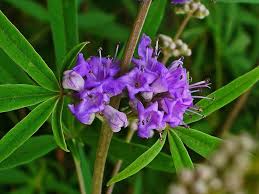 Image result for Vitex thyrsiflora