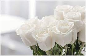 Sadece gov.tr, edu.tr, tsk.tr, k12.tr, av.tr, dr.tr, bel.tr, pol.tr, kep.tr uzantıları için başvuru alınmaktadır. Spiritual Meaning Of White Roses Dream Interpretation Insight State
