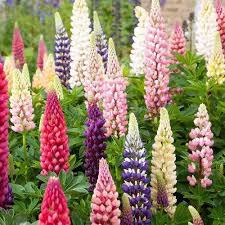 Lupine Russel Mix Flower Seeds Lupinus Polyphyllus 50seeds Etsy In 2021 Flower Seeds Flowers Perennials Lupine Flowers
