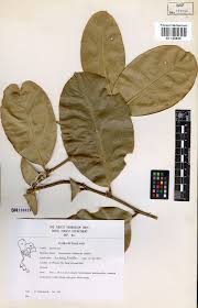 Image result for Icacinaceae