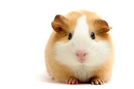 Guinea pigs eat and chill and fall asleep on livestream. 72 Cute And Funny Guinea Pig Names Pethelpful