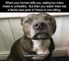 Saturday 8217 S Funny Meme Dump 34 Pics Funny Dog Memes Stupid Funny Memes Funny Relatable Memes