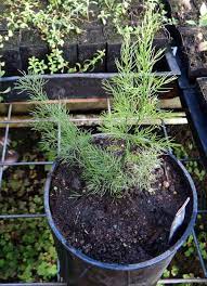 Shatavari Asparagus Racemosus Potted Plant Organic Plants Organic Plants Asparagus
